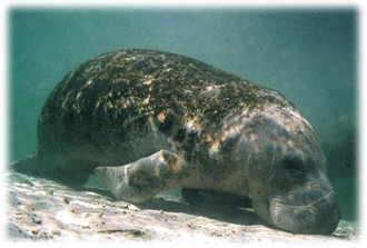 Manatee in Kings Bay